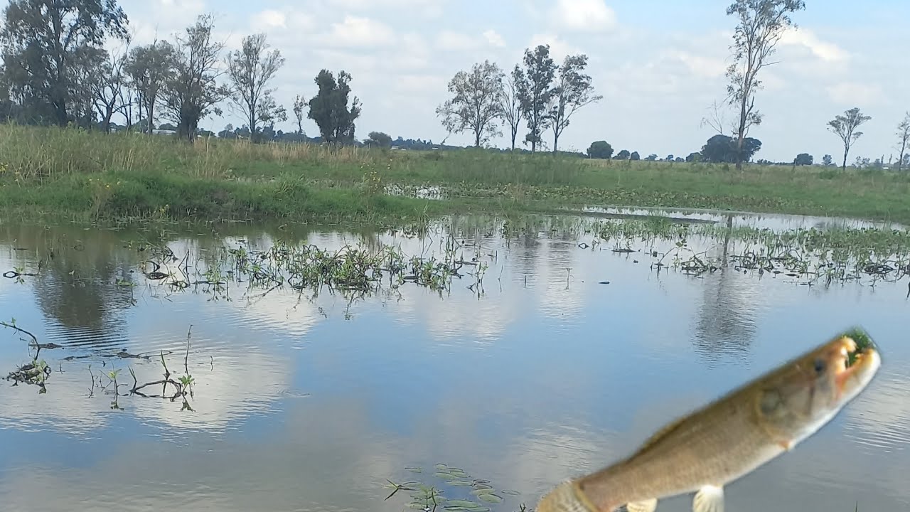 🇧🇴bentoneada 🐟 en las brechas  santa cruz bolivia