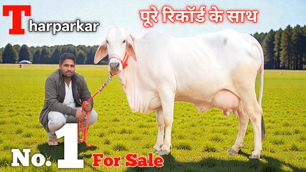 No. 1 Tharparkar Cow 👑 Pure Breed Cow Available For Sale 👉 Full Record Champion 🏆  #Tharparkar #Pure