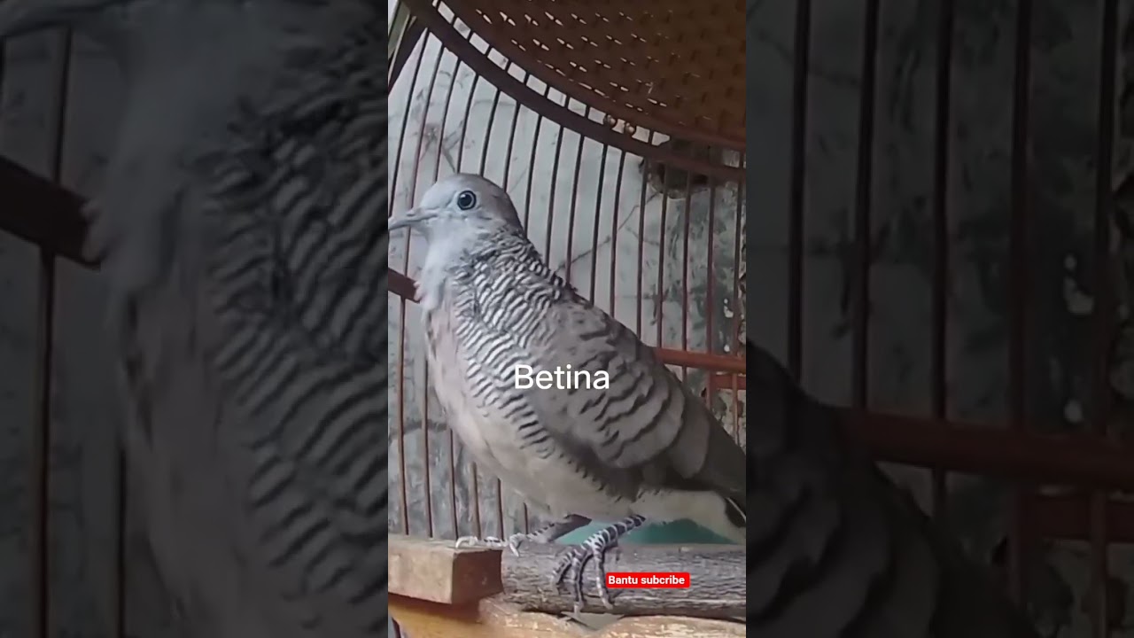 Masteran pikat perkutut betina - memanggil pejantan910