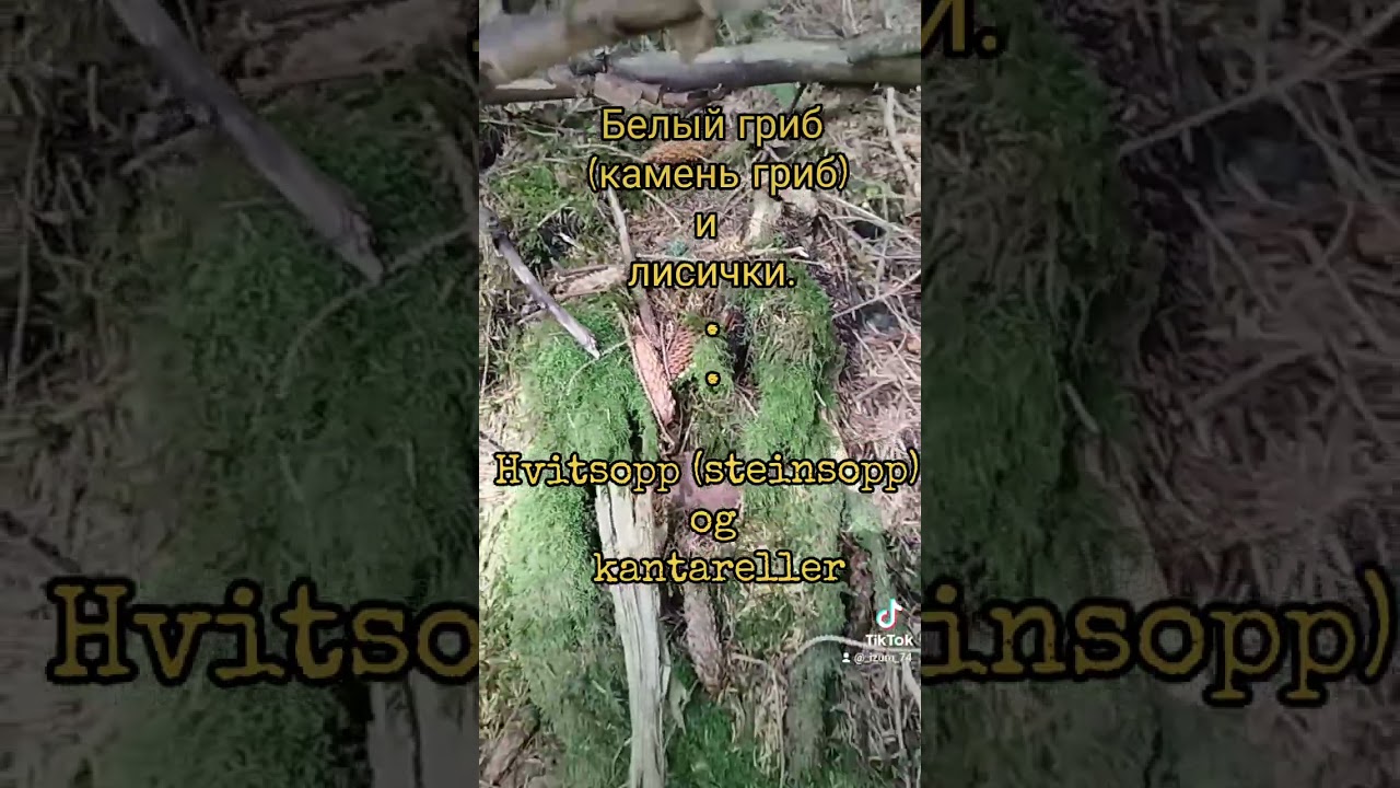 Белый (камень) гриб и лисички.Steinsopp (hvitsopp) og kantareller.pĺ