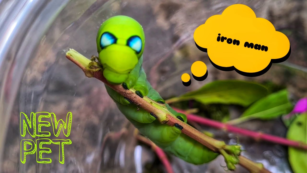 Nuôi Sâu Iron Man Thành Bướm - Oleander hawk moth (Bướm Trúc Đào Chim Ưng)