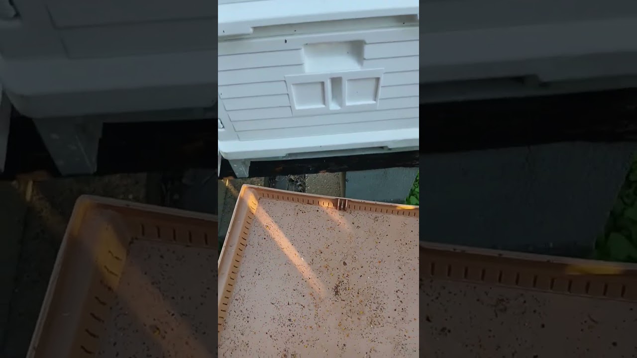 Bee Bottom Board Check & Landing Ledge Activity Evening