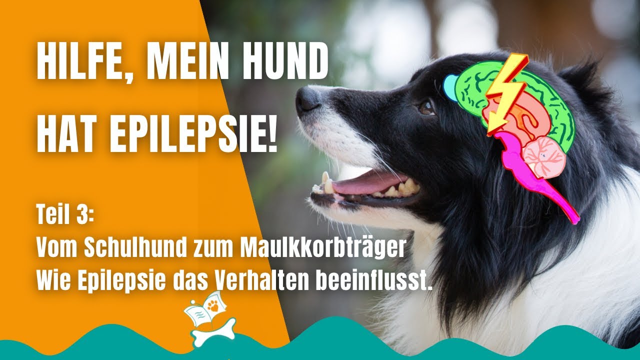 Epilepsie beim Hund (3/12): Wie sich Epilepsie auf das  Verhalten auswirken kann
