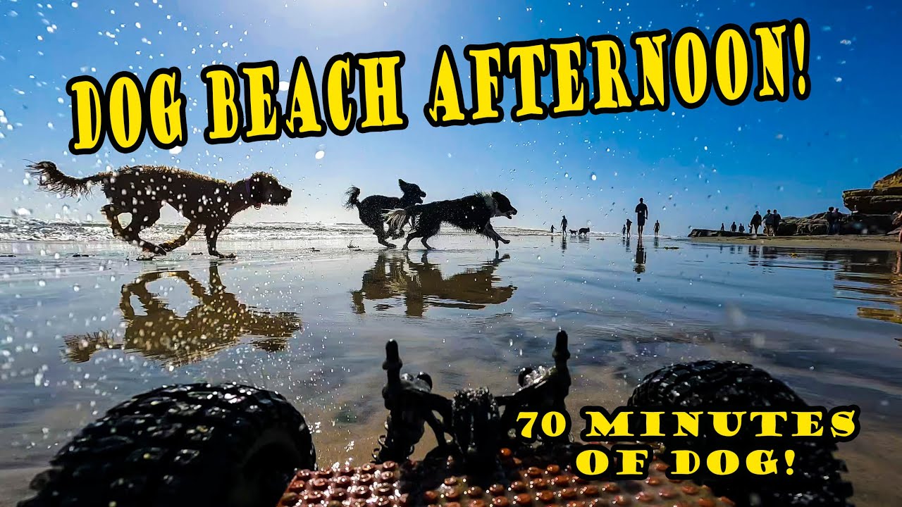 DOG BEACH MUTT MANIA! 🌴 Dog Beach San Diego with dog chases in sand and water!  [EXTENDED CUT]