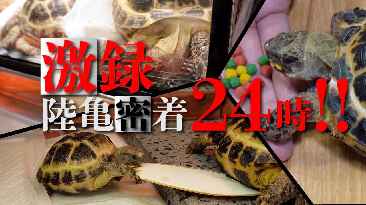 【密着】謎に包まれたロシアリクガメの1日【リクガメルーティン】