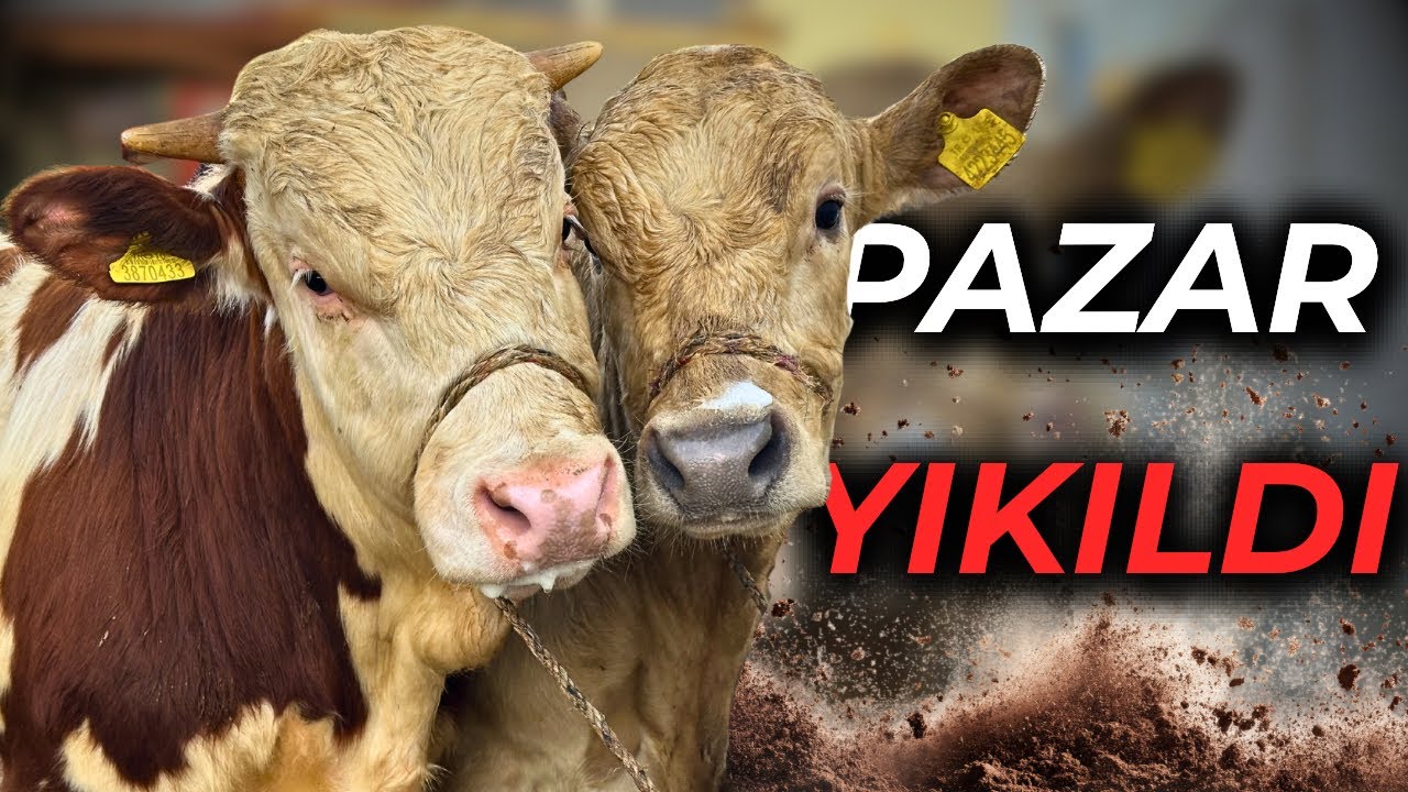 Türkiye'nin En Ucuz Hayvan Pazarı! Pazarlık Pazarlık Üstüne