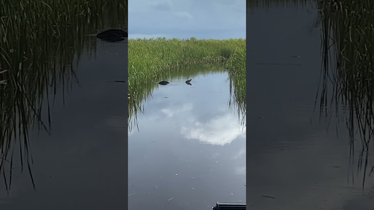 Gator mating call 