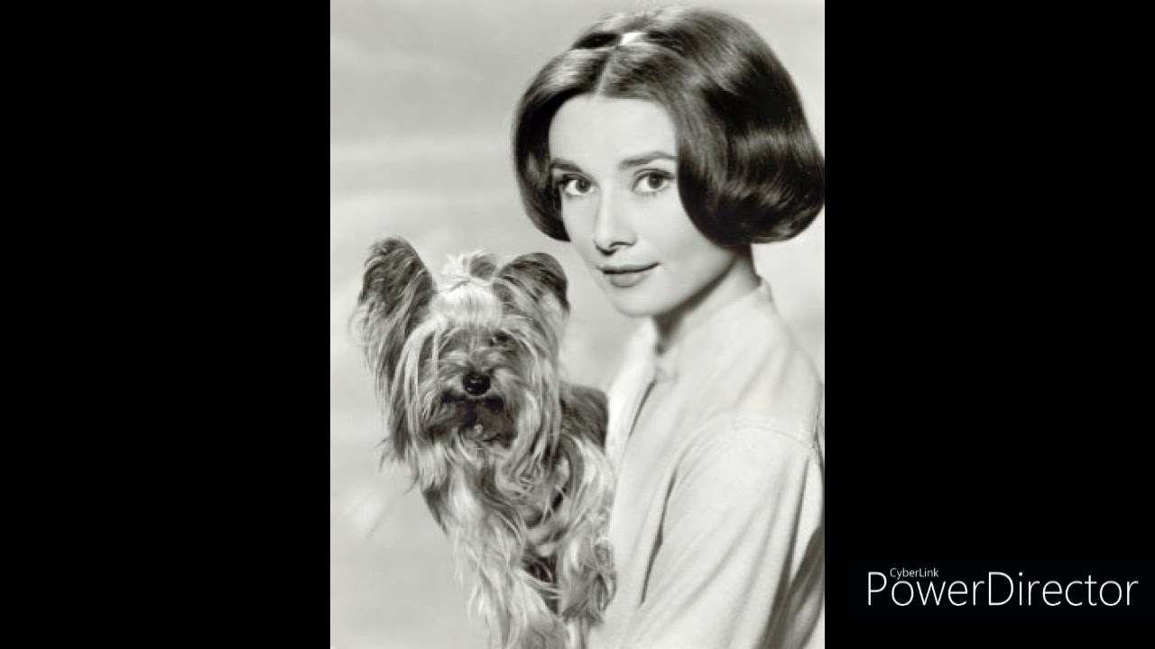 History of Yorkies