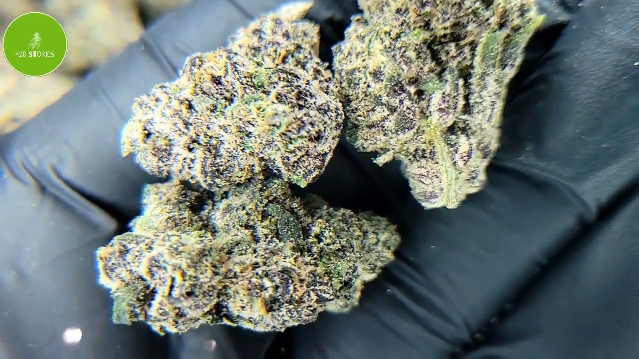 Unleashing the Flavor Fiesta: Super Runtz Strain Review 🔥 🌿