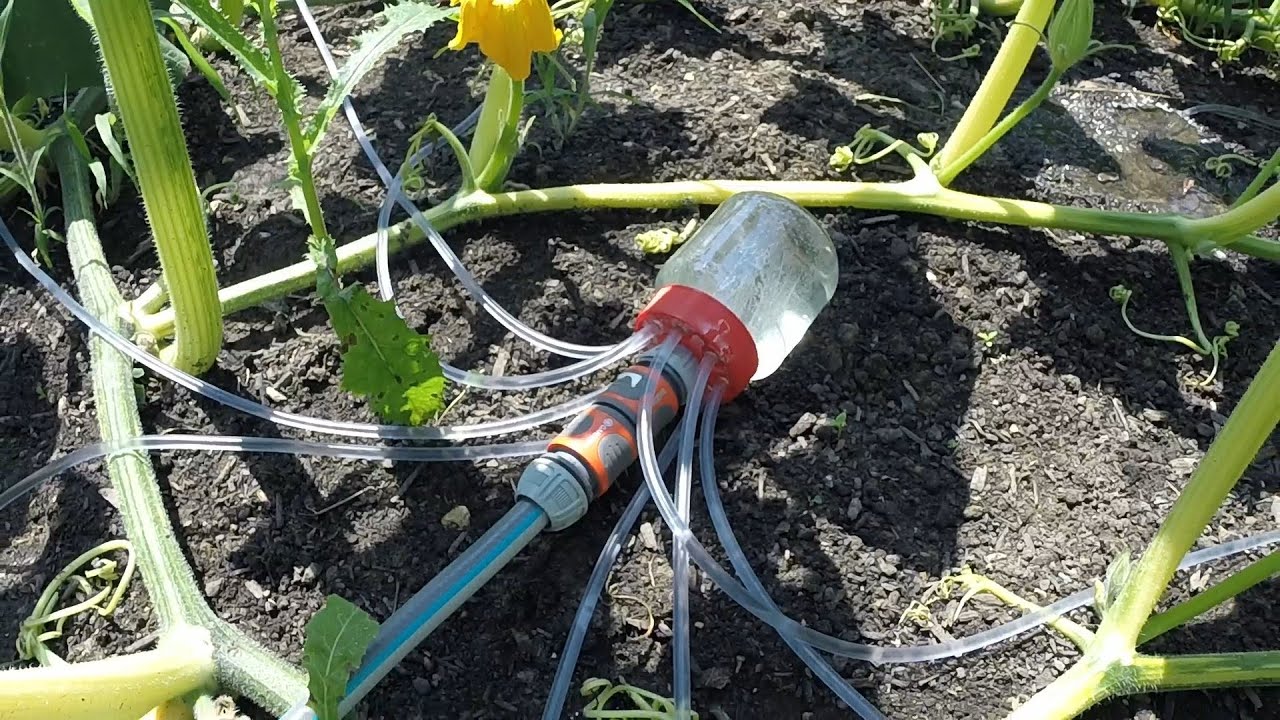 Automatische Bewässerung für den Riesenkürbis
