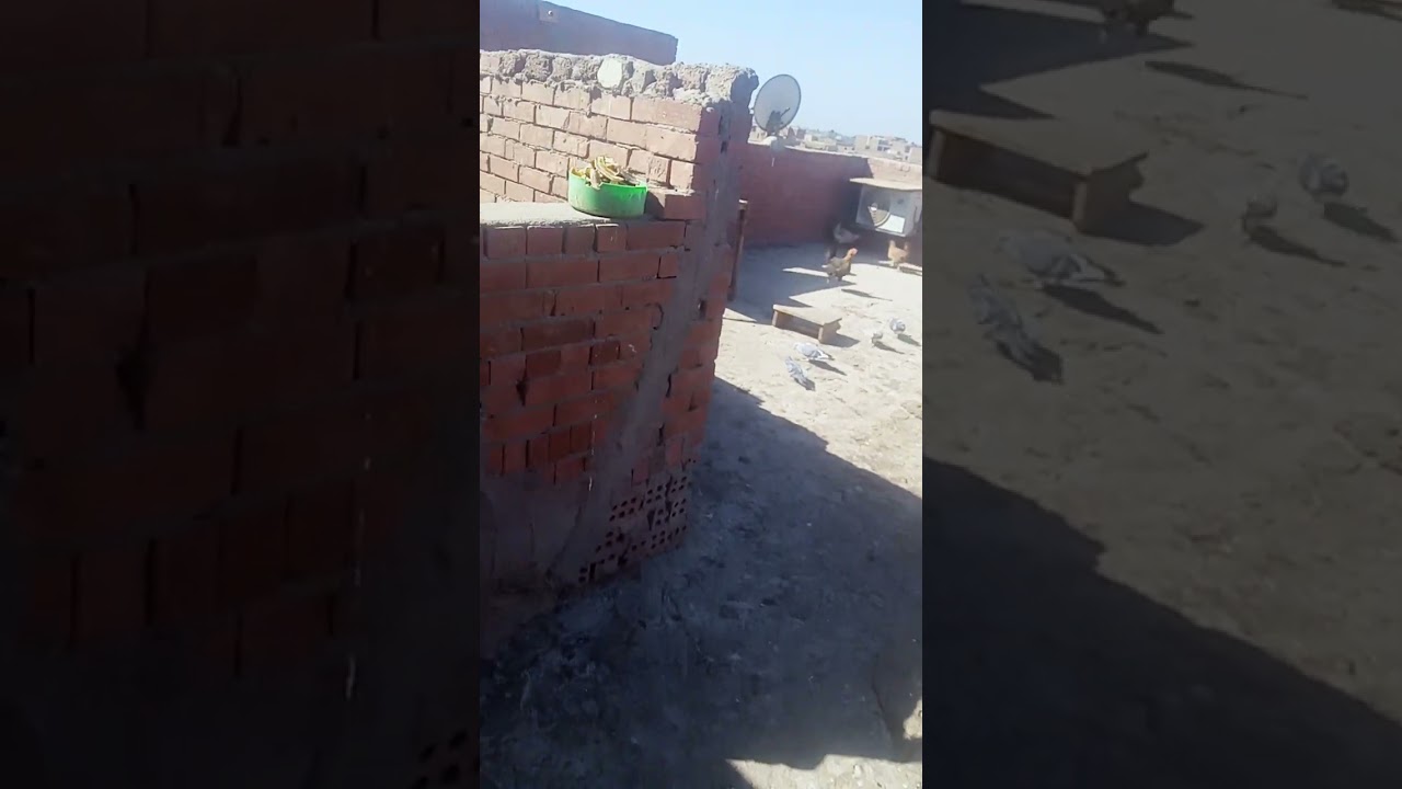 خلص فتره القلش شوف الخير الى جاى
