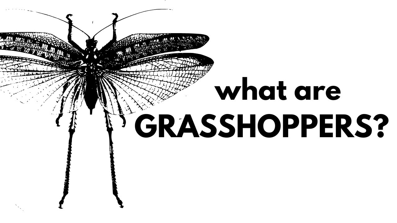 What Are Grasshoppers?