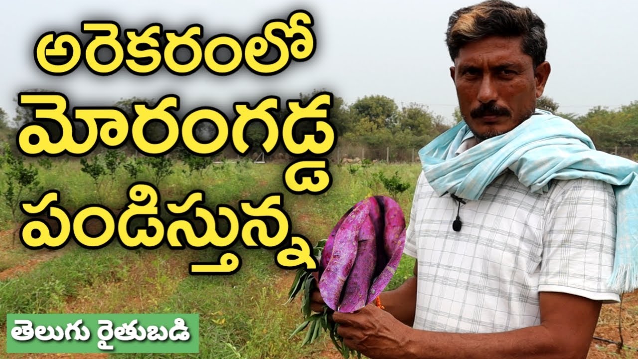 మోరంగడ్డ (చిలగడదుంప) సాగు బాగుంది | తెలుగు రైతు బడి