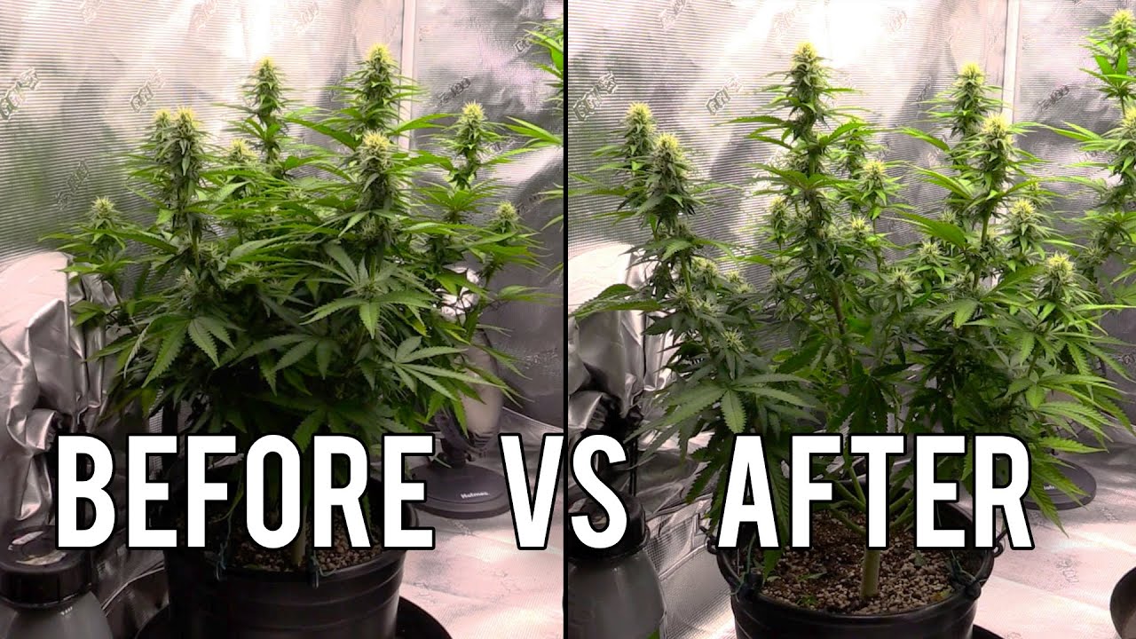 Lollipopping, Defoliating & Topping Cannabis Plants!