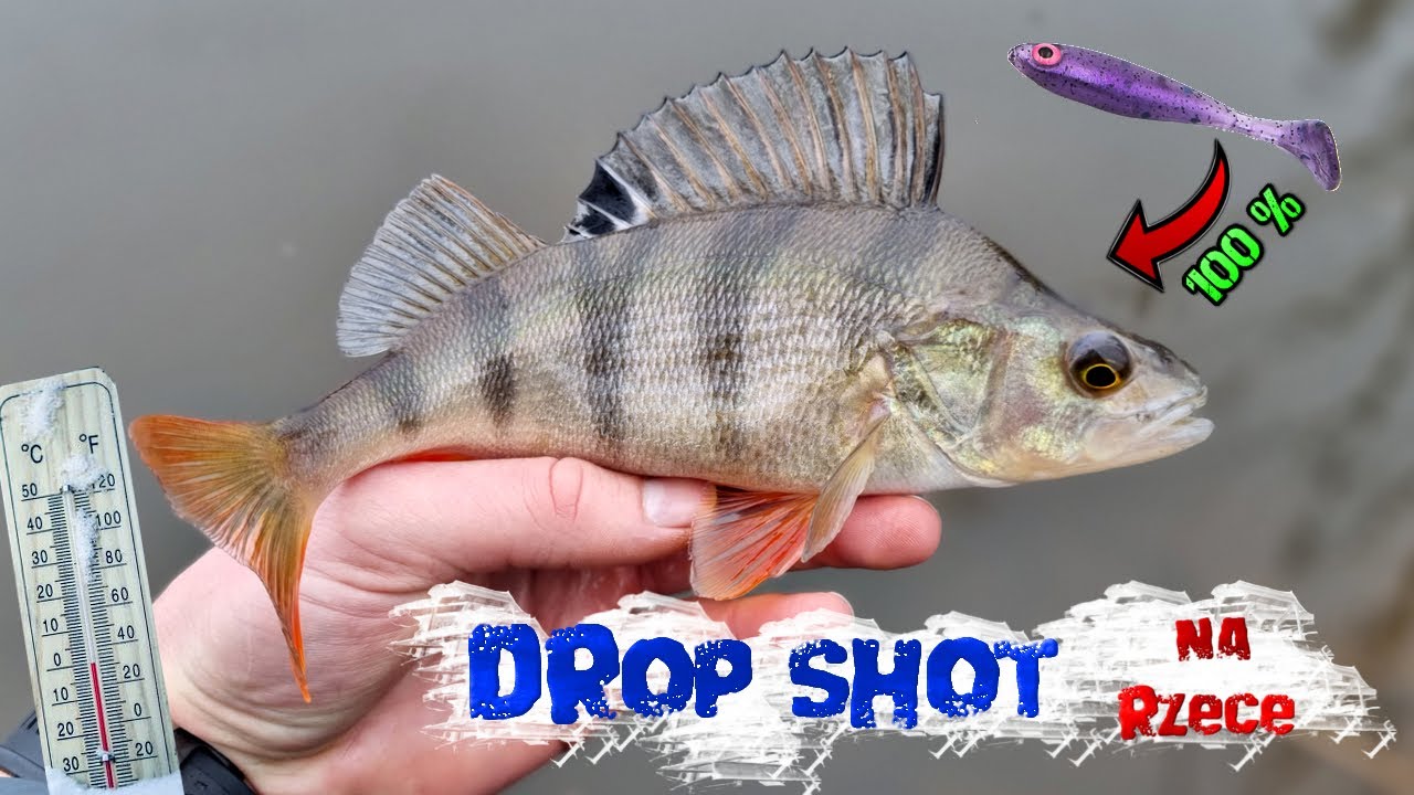 Łowienie okoni w zimę na SPINNING !  DROP SHOT  na rzece !