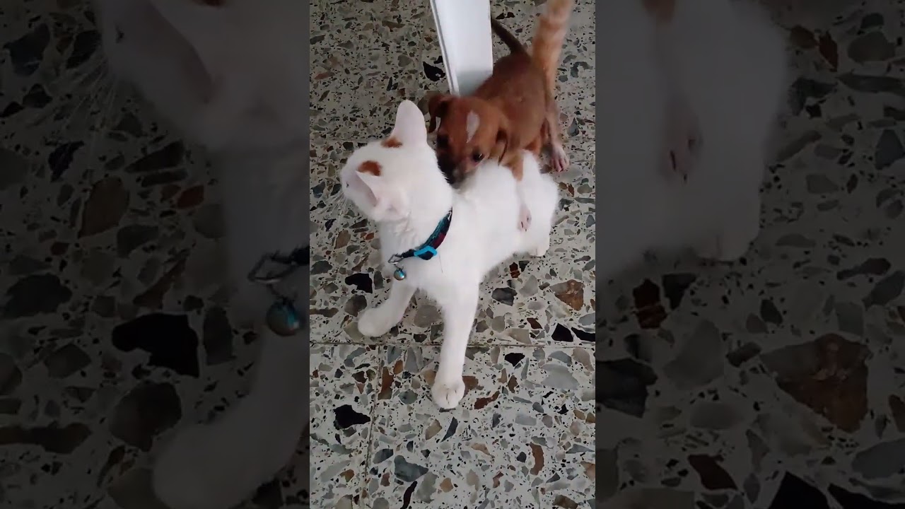 PINKY PEQUEÑO