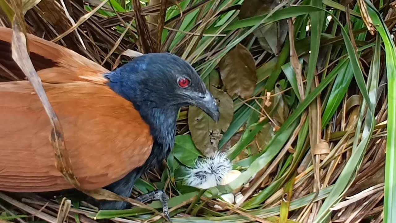 SUDAH LAHIR SATU EKOR CALON BURUNG PREDATOR