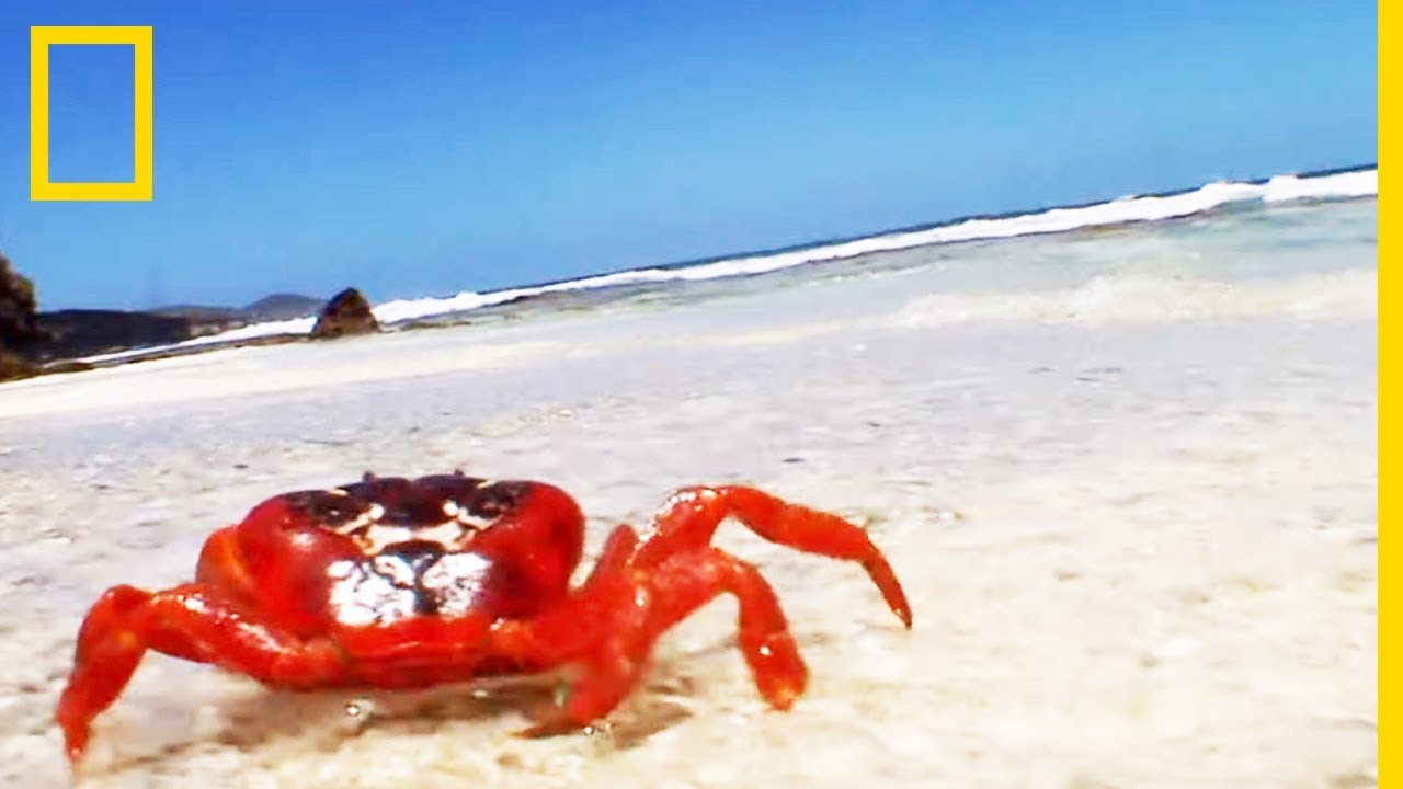 Pour séduire une femelle, ces crabes mâles doivent lui creuser un terrier