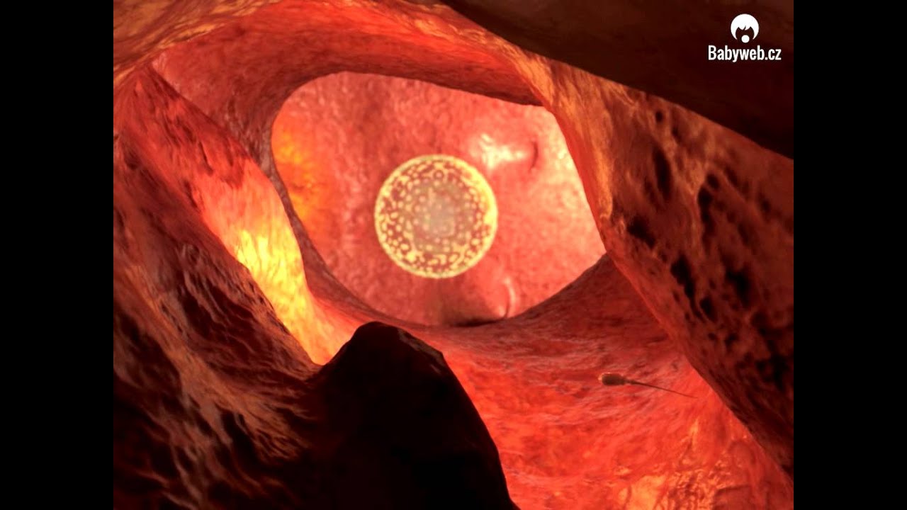 Ovulace a početí - 3D animace z knihy Moje těhotenství krok za krokem