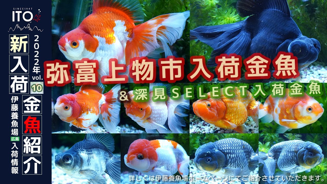 【伊藤養魚場入荷情報2022年vol.10】2022年4月5日 弥富金魚市場(上物市)より入荷しました!!