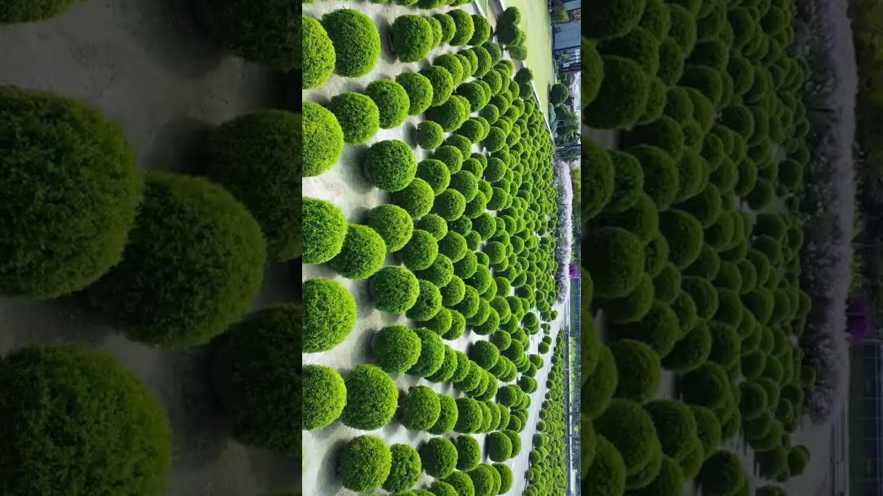 彰化田尾波波草 #drone #changhua #taiwan