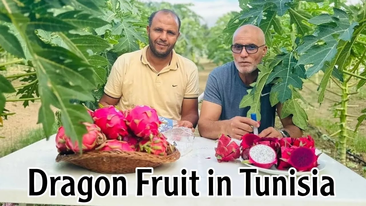 Dragon Fruit in Tunisia إستثمار ضخم في زراعة فاكهة التنين بأنواعه في تونس