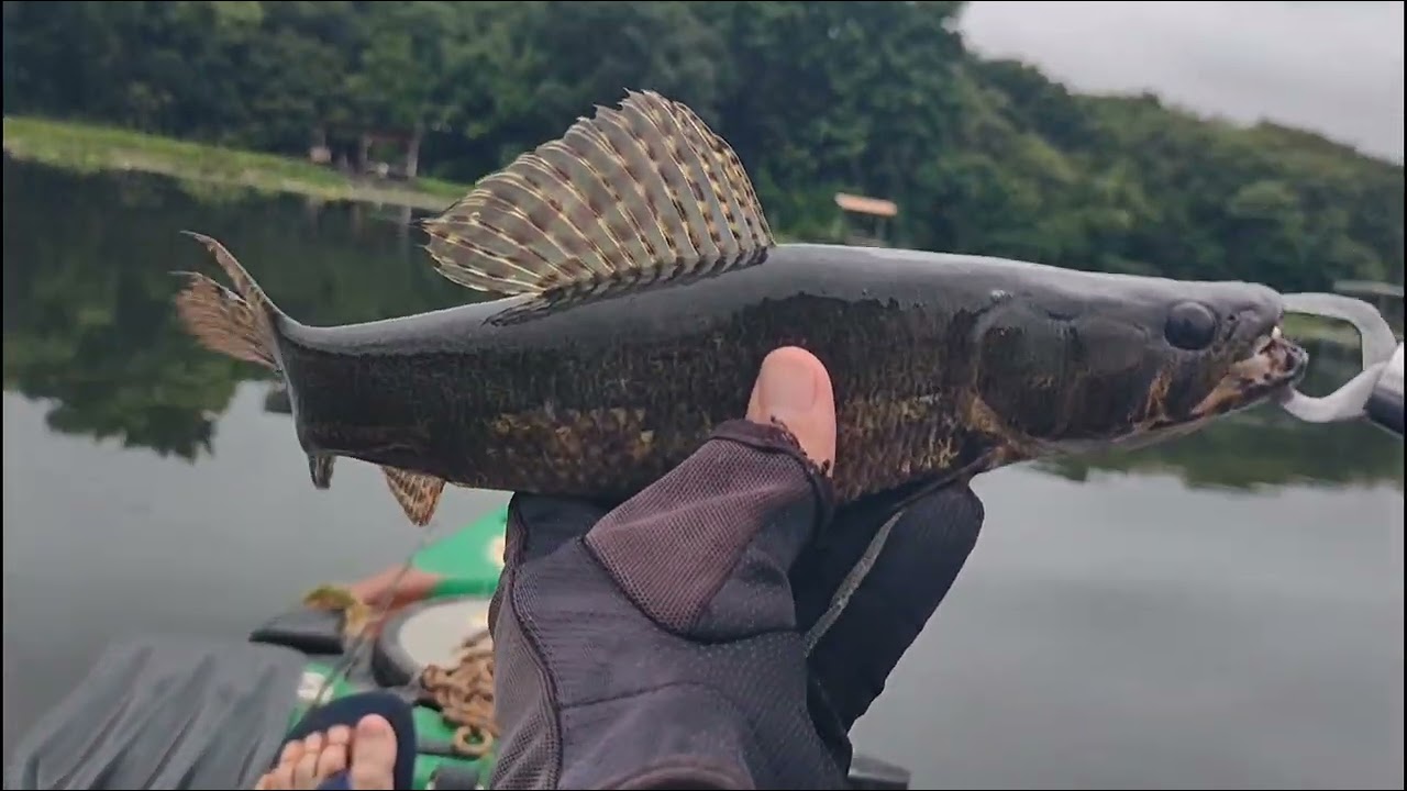 PESCARIA NA PIRACEMA NO RIO PARANAPANEMA