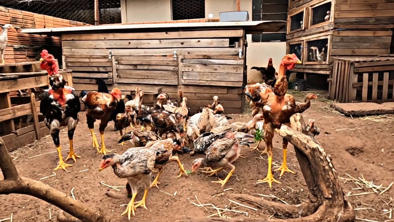 CADA PINTINHO DESSES AÍ VOU VENDER A R$15 / criação de galinhas caipiras 