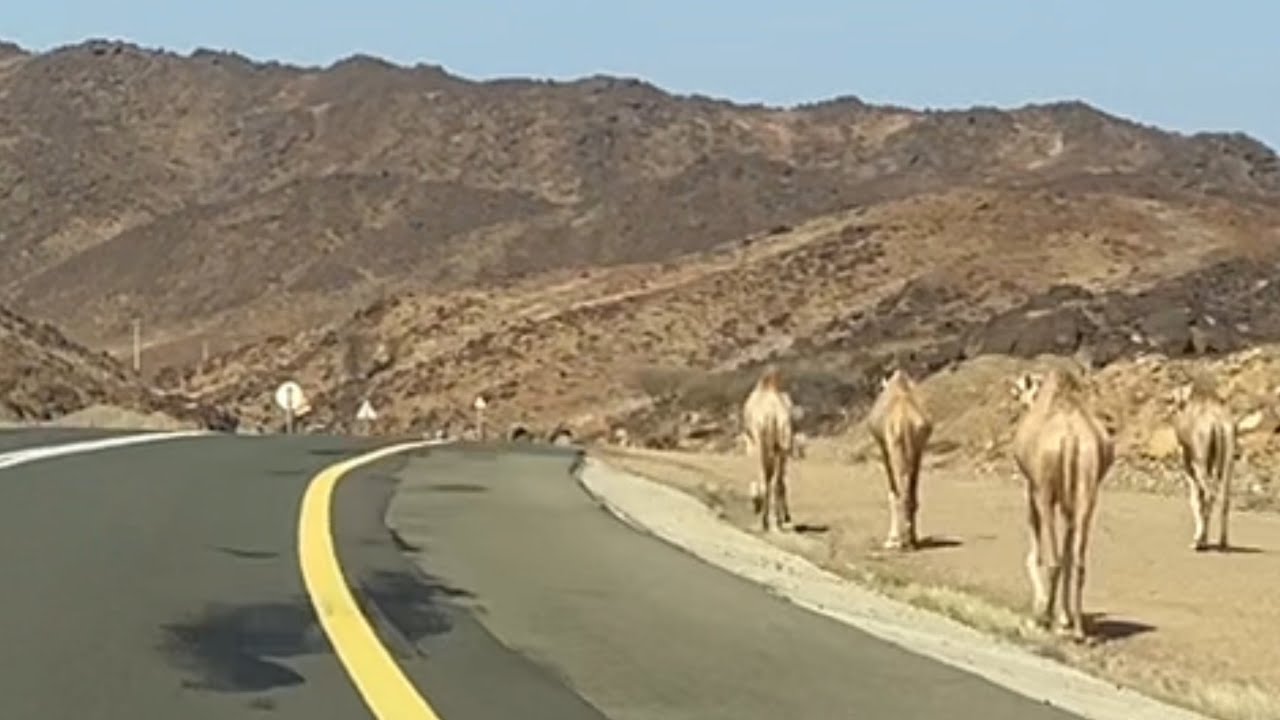 طريق قرية ابو القزاز محافظة الوجه جنوب تبوك في الشمال