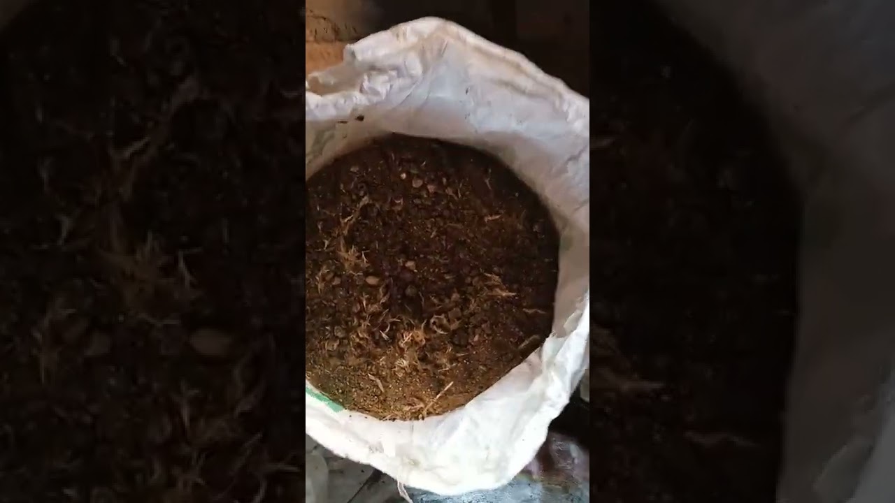 Mbeya Fertiliser : After 21 days