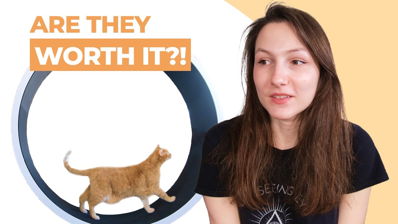 I Tried 3 Cat Wheels, & This One Is The Best