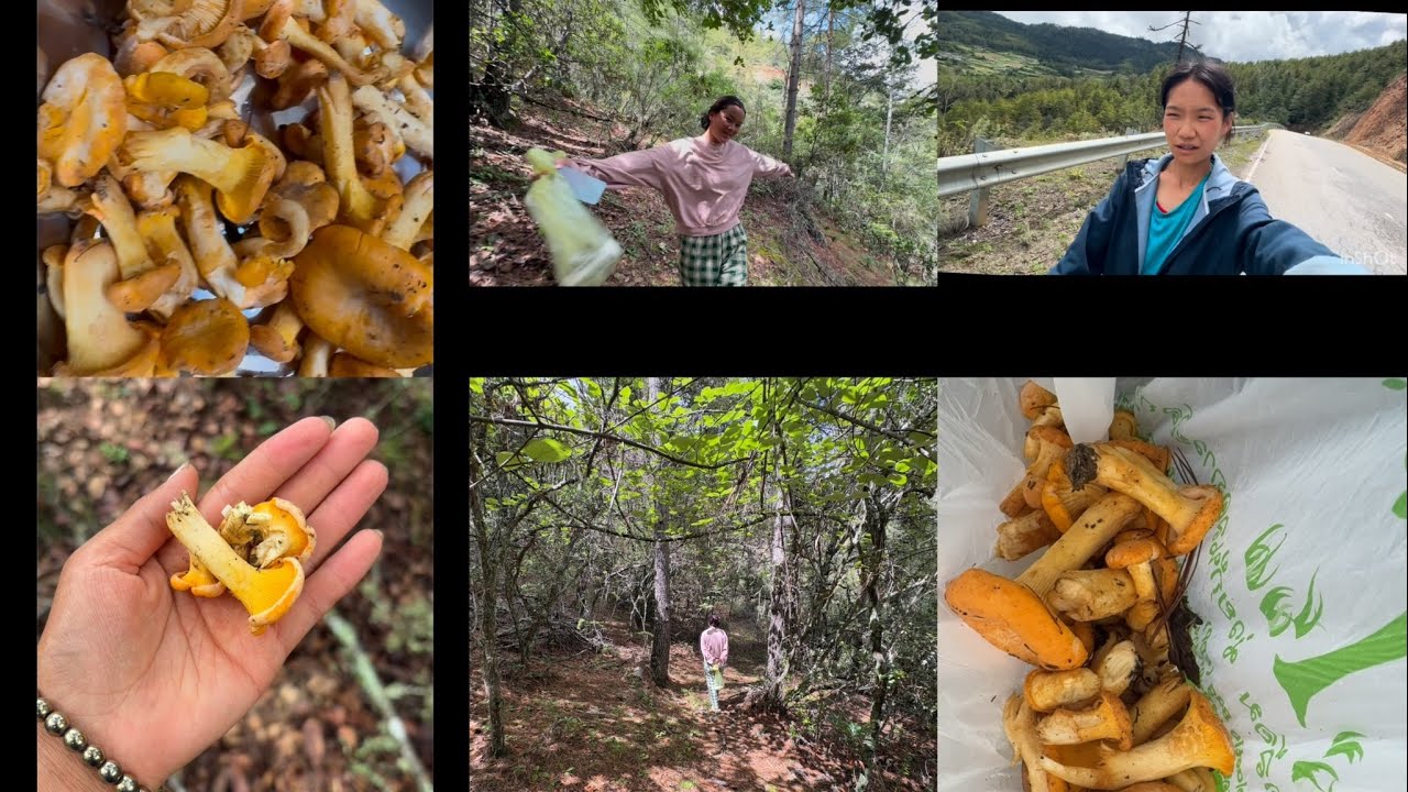 Mushroom Foraging Adventure with My Friend 🙏✌️🫶