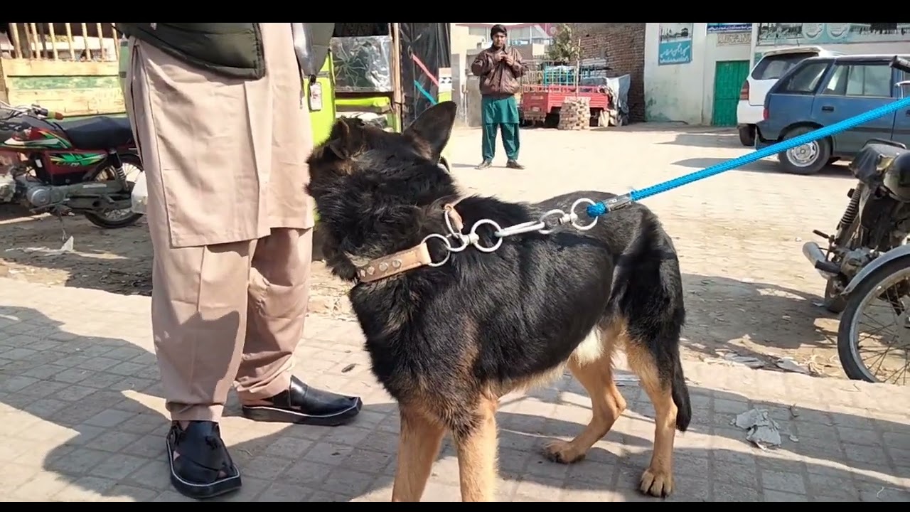 Dog #alsatian #alsatiandog السیشن کتا