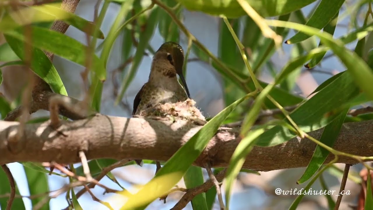 Hummingbird Mom: Tiny Architect, Big Mission 🐦🪺✨#hummingbird #nestbuilding #wildlife #birds