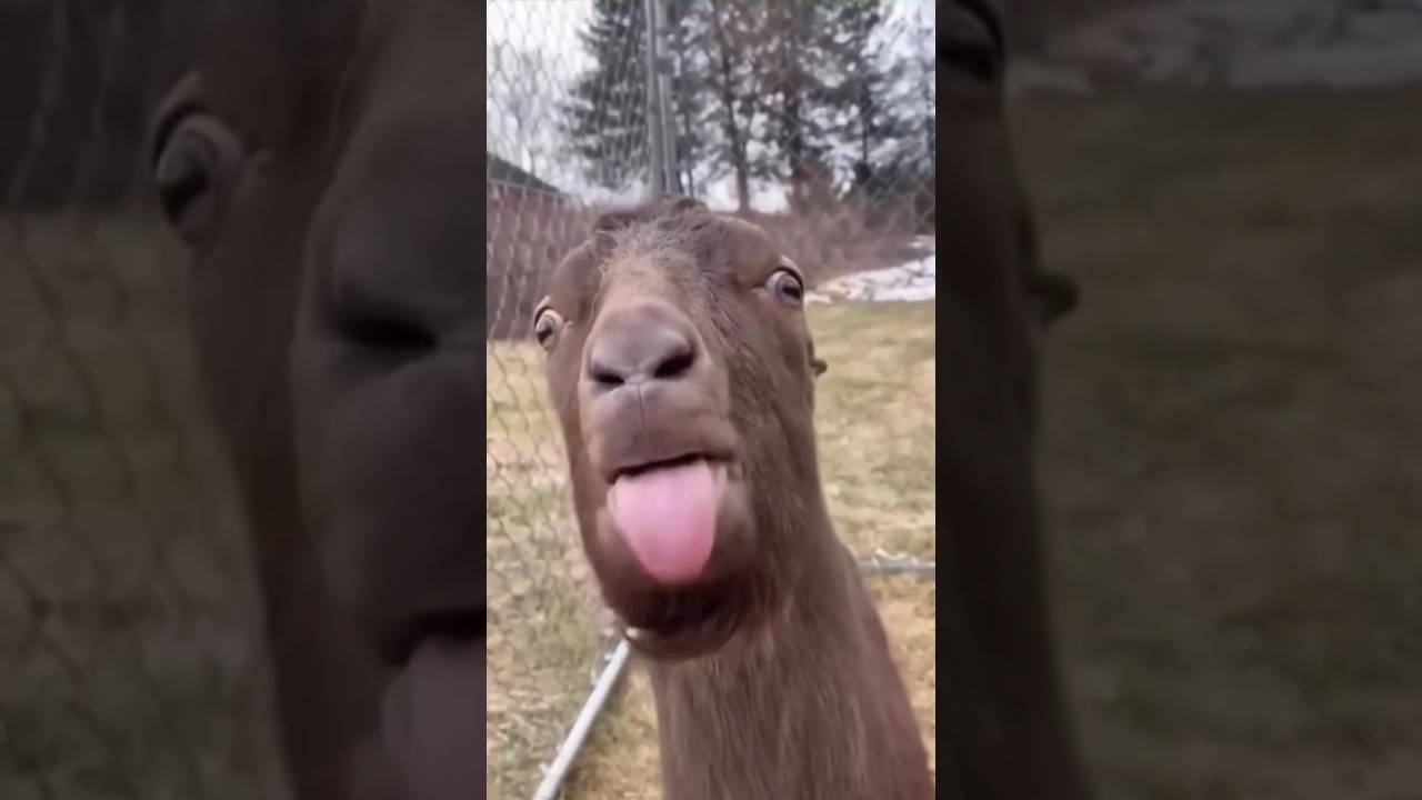 ŚMIESZNE ZWIERZĘTA l funny goat 😂😂😂