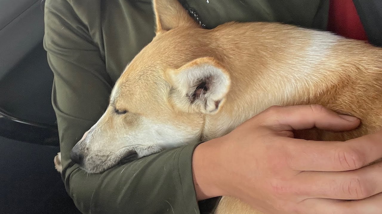 Dog runs 50 miles to get adopted