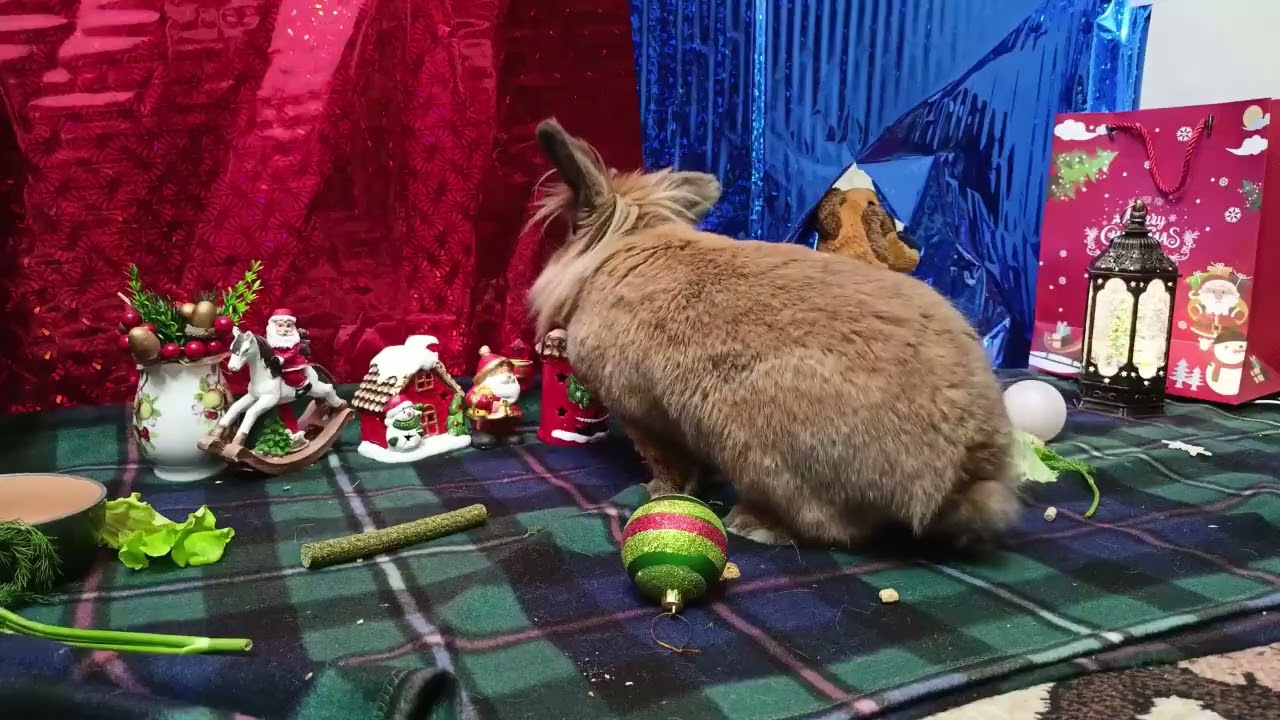 Новогоднее поздравление от кроликов | New Year's greetings from the rabbits