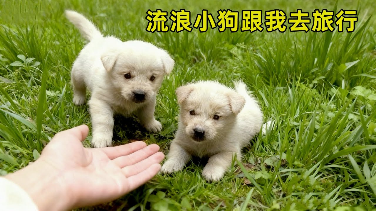 本想一个人看世界，却捡了3个“小跟班”：小伙带流浪狗的治愈之旅