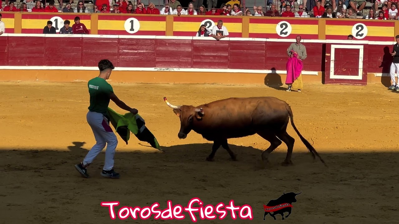 Tudela encierro y vacas ganadería Ustarroz 