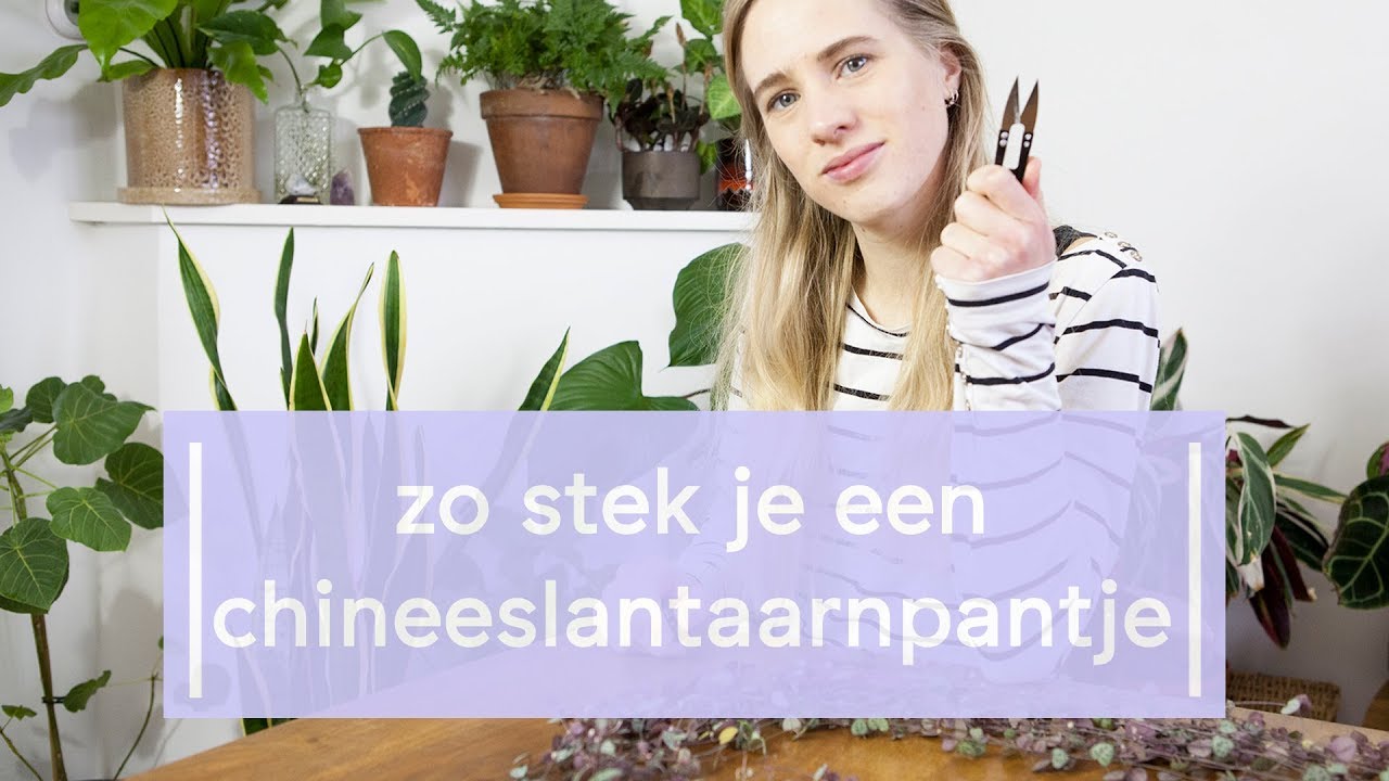 Chinees Lantaarn plantje (Ceropegia) stekken - Super Groene Vingers