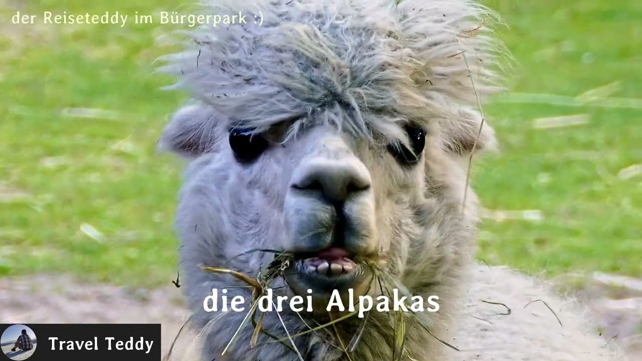 Tiere im Bürgerpark Bremen ❤️ das 