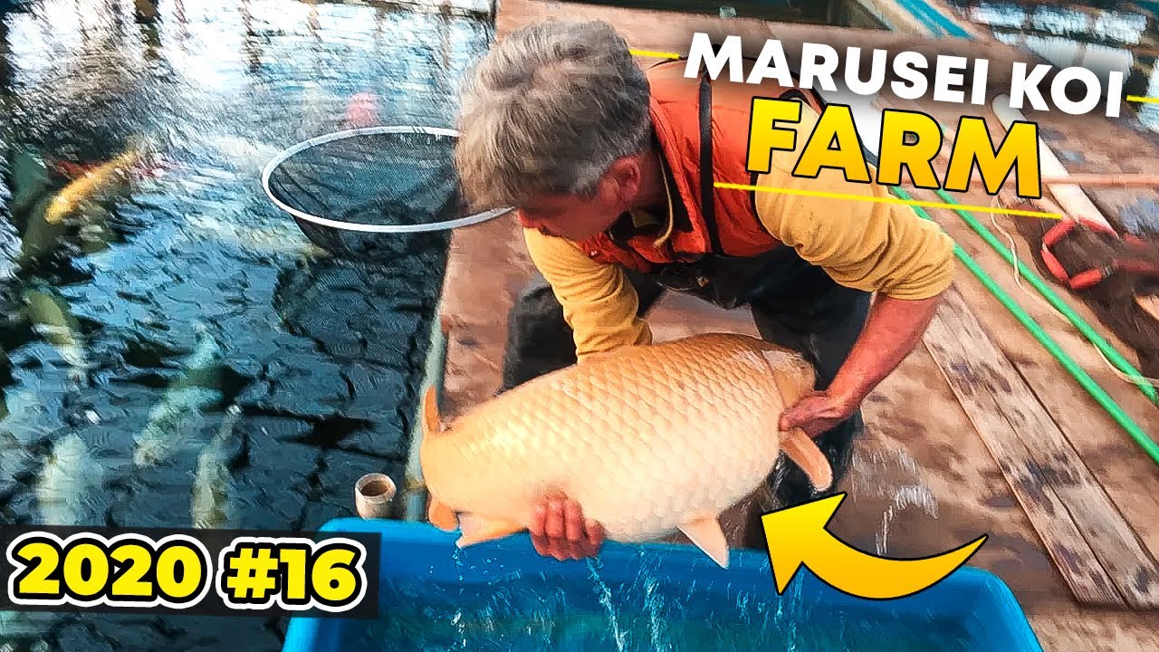 Marusei Koi Farm 2020 #16
