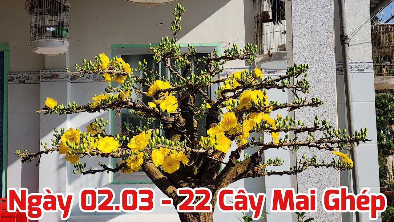 Ngày 02/03 - Bán 22 Cây Mai Ghép