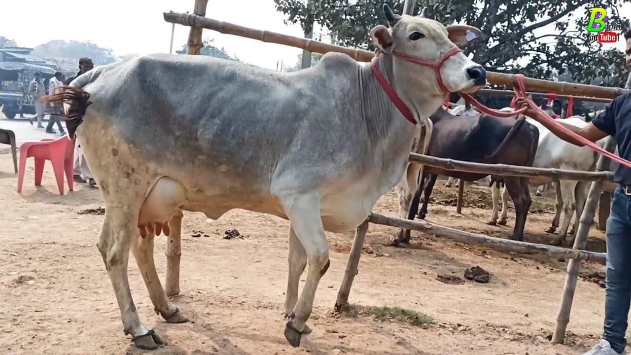 साहीवाल गिर हरीयाना नस्ल की देसी गाय खरीदना चाहते है तो चौसा के पशु मंडी में आए | Chausa Cow Mandi
