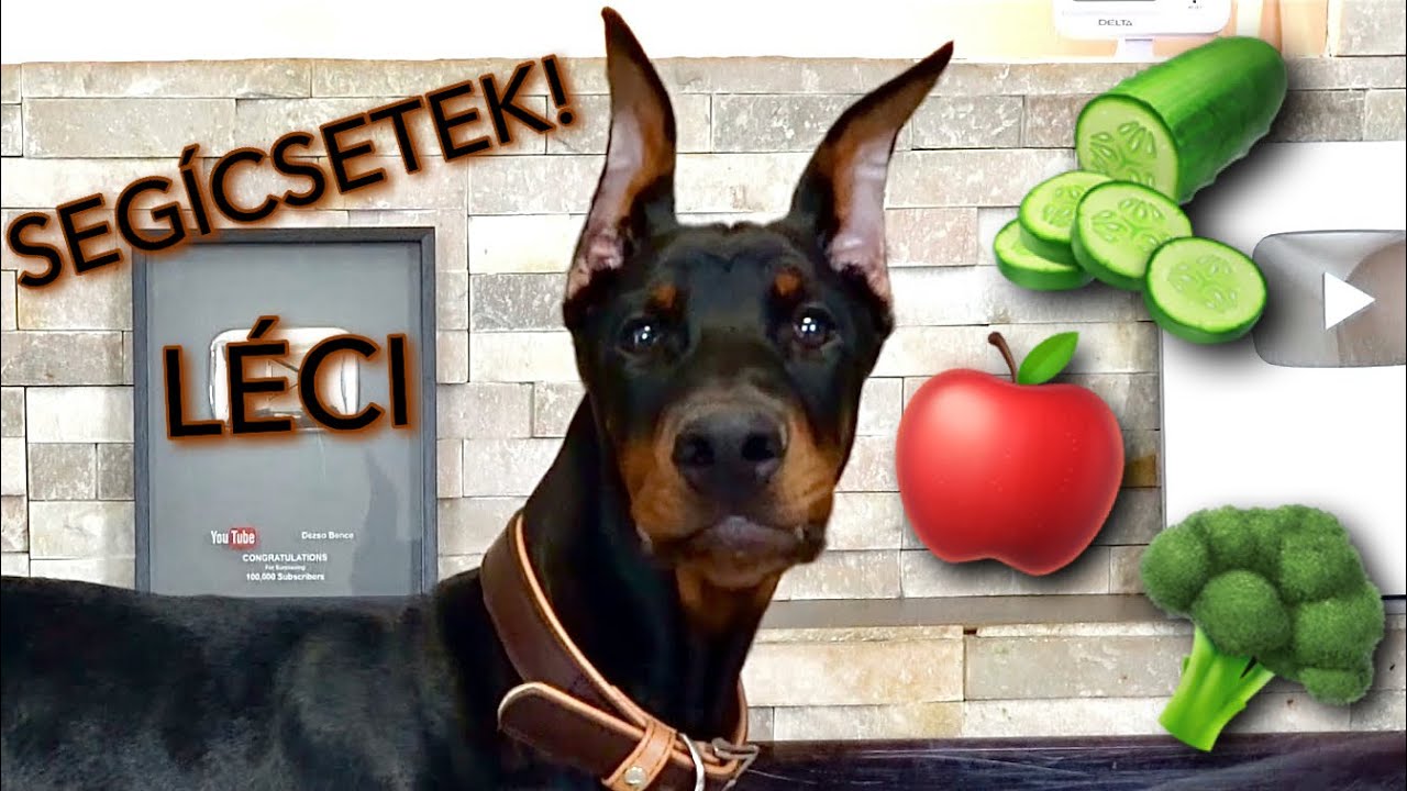 Ollie kóstol 🐶🥦 | Nem hittem, hogy ezt szereti...