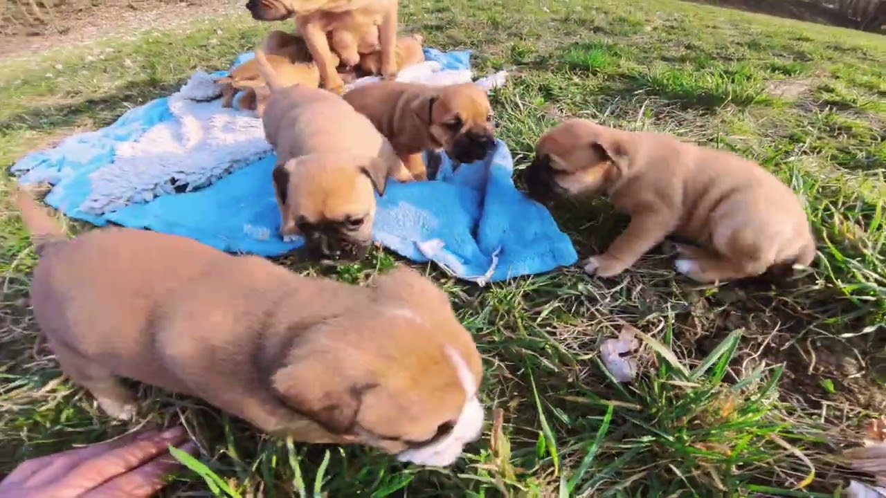 Kleine Q-Welpen mit Mama zum ersten Mal auf der Wiese