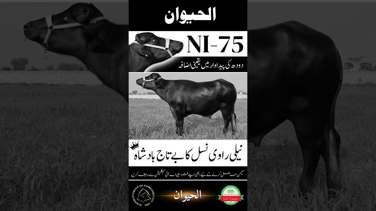 Al-Haiwan NI-75 Buffalo Bull #shorts