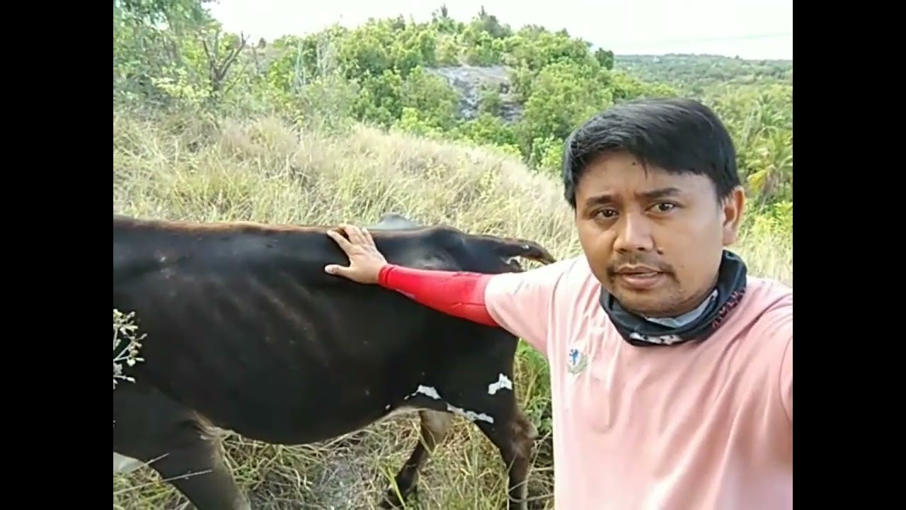 para mabilis tumaba Ang ating alagang baka, alamin Ang pagkain.