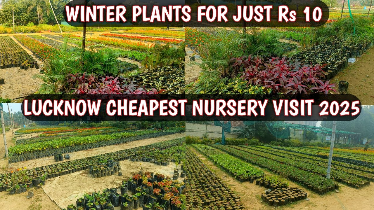 LUCKNOW CHEAPEST NURSERY VISIT 2025 | WINTER FLOWERING PLANTS FOR JUST Rs 10 😲😍