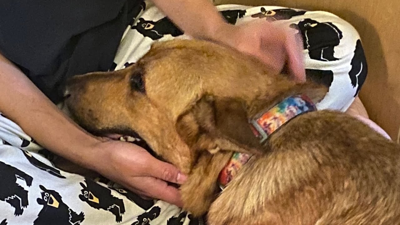 Dog's emotional response to puppies after losing her own